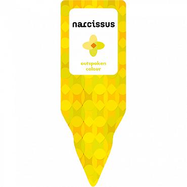Narcissus <br> 35 x 100 mm