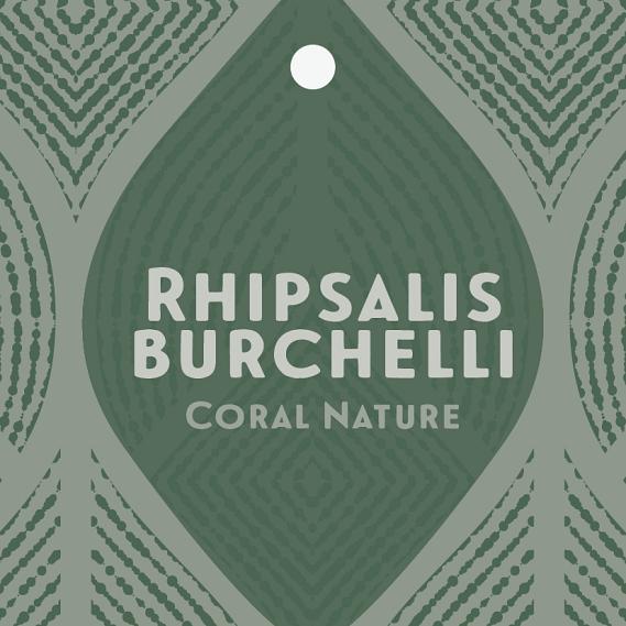 Rhipsalis <br> 70 x 70 mm