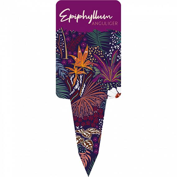 Epiphyllum <br> 77 x 109 mm