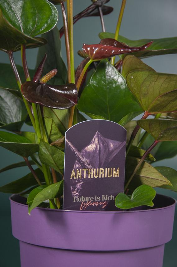 Anthurium <br> 58 x 152 mm